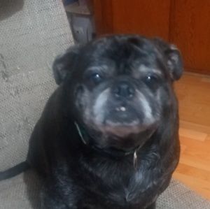 Meet your Posher, Marilyn